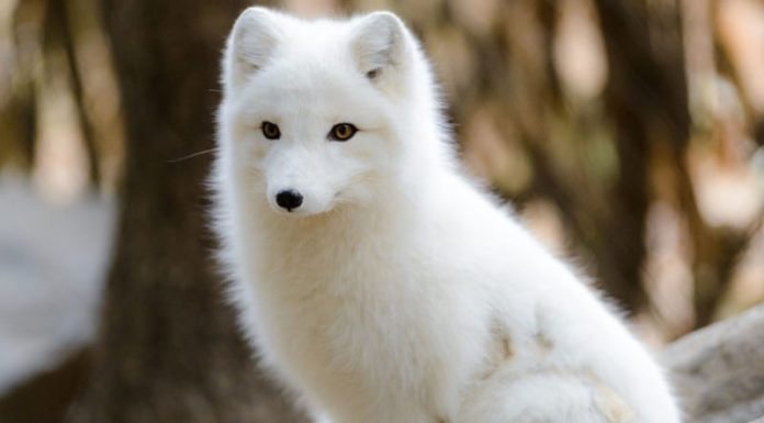 Legend of the Fox Spirit and the Power of Fox Stone in Feng Shui