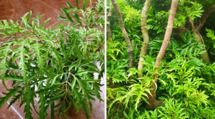 Should I Plant Dinh Lang Trees in Front of my House?