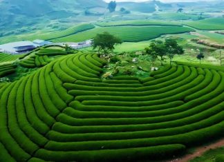 Moc Chau – Paradise on Earth: A Complete Travel Guide from A to Z