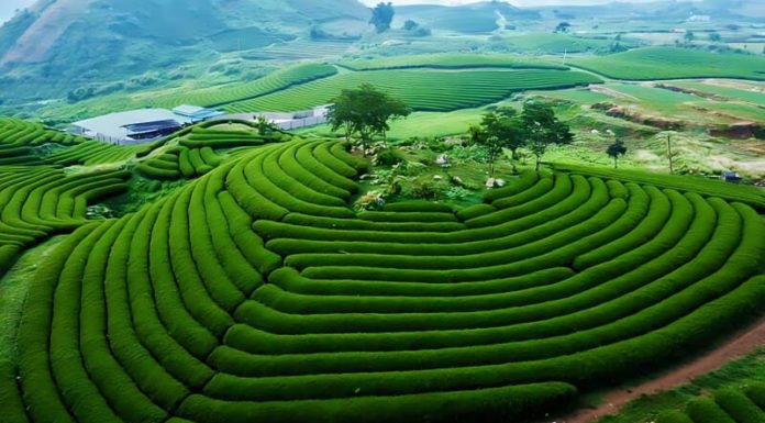 Moc Chau – Paradise on Earth: A Complete Travel Guide from A to Z