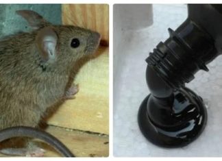 Mouse goes wild, destroying things, just 1 spoonful of oil guarantees a fast-running mouse, no going back