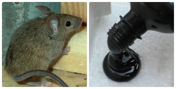 Mouse goes wild, destroying things, just 1 spoonful of oil guarantees a fast-running mouse, no going back