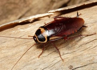 Mixing Cold Rice with Something then Placing it in a Corner of the House: Cockroach Runs Away, Never to Return