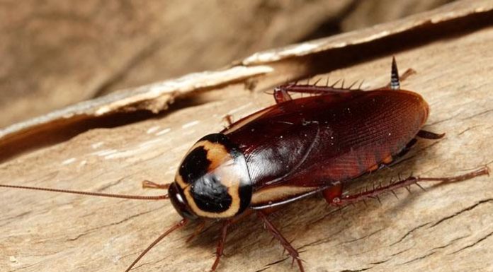 Mixing Cold Rice with Something then Placing it in a Corner of the House: Cockroach Runs Away, Never to Return