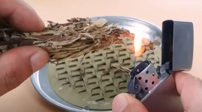 Grab this scented leaf to keep your room fresh and mosquito-free