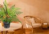Humid weather? Try these beautiful and air-purifying indoor plants!