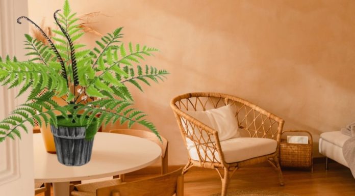 Humid weather? Try these beautiful and air-purifying indoor plants!