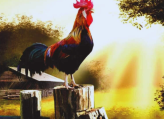 Why do roosters always wake up earlier than hens?