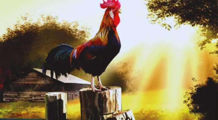 Why do roosters always wake up earlier than hens?