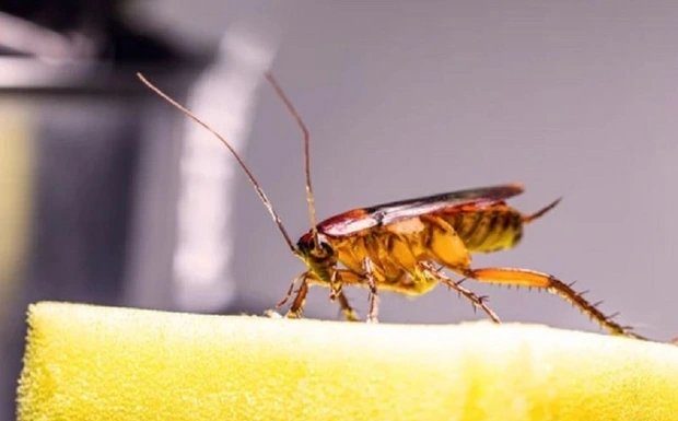 “An Unexpected Twist: Mixing Laundry Detergent with a Familiar Spice Will Make Bugs and Insects Disappear”