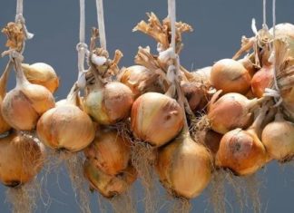 How to store dried onions to prevent them from sprouting over time