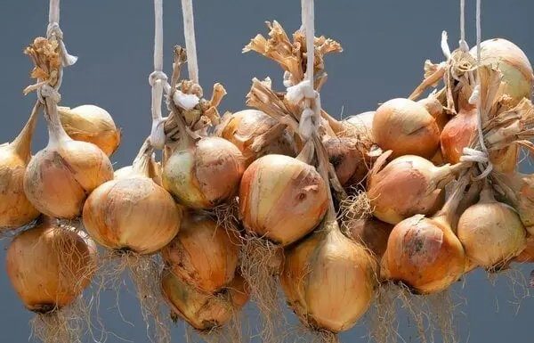 How to store dried onions to prevent them from sprouting over time