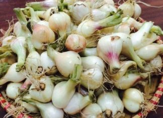 How to make crispy and delicious salted onions for Tet holiday