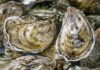 Who should not eat oysters?