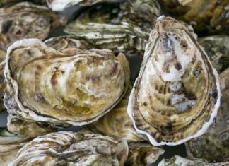 Who should not eat oysters?
