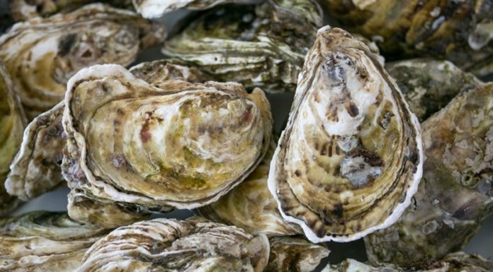 Who should not eat oysters?