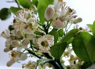 How to Keep Fresh Pomelo Flowers Beautiful and Fragrant throughout the House