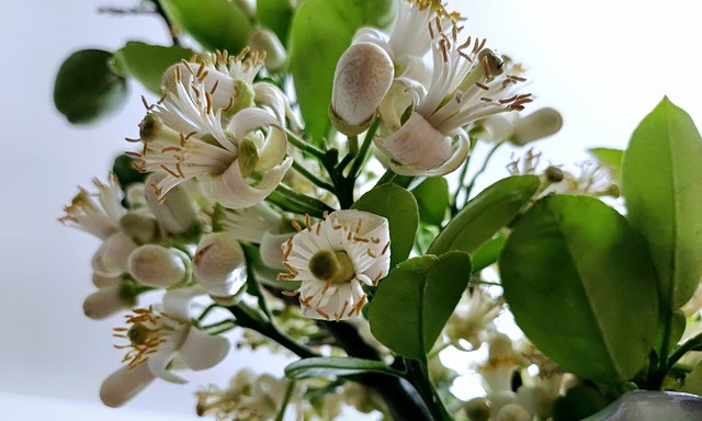 How to Keep Fresh Pomelo Flowers Beautiful and Fragrant throughout the House
