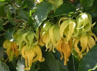 Should we plant daisies in front of our house?