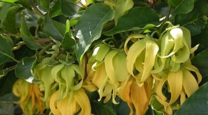 Should we plant daisies in front of our house?