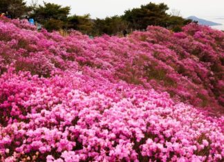 Blossoming Trees: Ward off Bad Luck and Attract Prosperity this Season