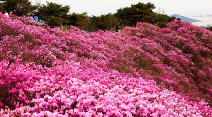 Blossoming Trees: Ward off Bad Luck and Attract Prosperity this Season