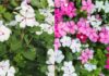 Easy-to-grow Flowering Plants for All Seasons: No-Fuss beauties for Every Home