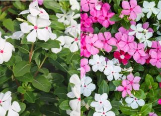 Easy-to-grow Flowering Plants for All Seasons: No-Fuss beauties for Every Home