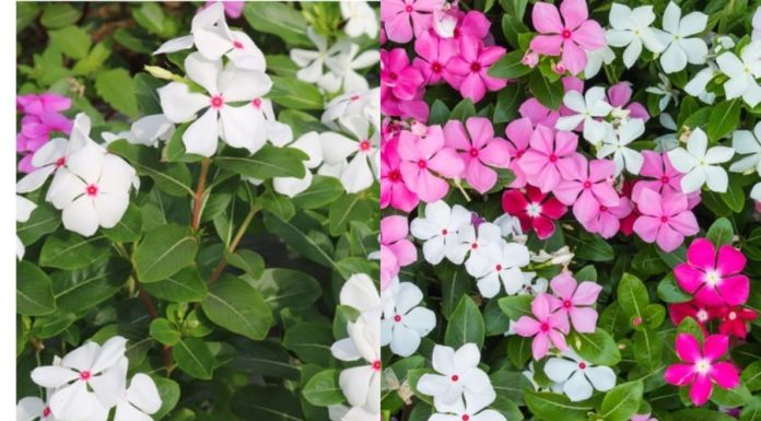Easy-to-grow Flowering Plants for All Seasons: No-Fuss beauties for Every Home
