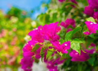 The Pros and Cons of Having a Paper Flower Gate: Exploring the Feng Shui Meaning behind Paper Flowers