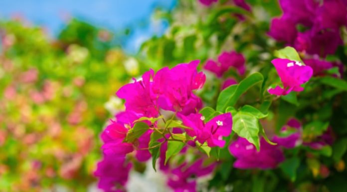 The Pros and Cons of Having a Paper Flower Gate: Exploring the Feng Shui Meaning behind Paper Flowers