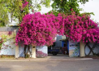 Paper flowers love this ‘dish’, fertilize the plant for healthy roots, flowers bloom all year round.
