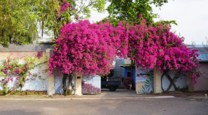Paper flowers love this ‘dish’, fertilize the plant for healthy roots, flowers bloom all year round.