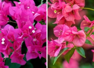 Is it good feng shui to plant paper flowers in front of the house?