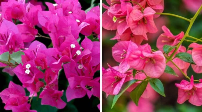 Is it good feng shui to plant paper flowers in front of the house?