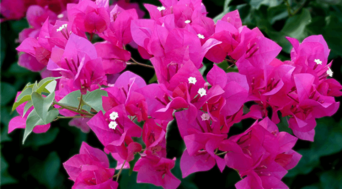 Add a Cheap Touch to Your Faded Paper Flowers: A Continuous, Colorful Blossoming in the Next Season