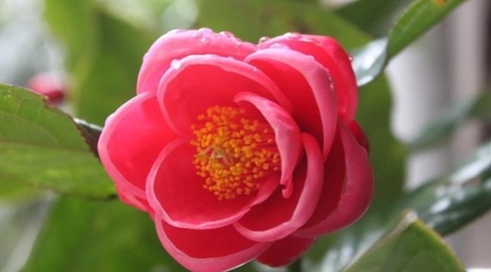 The Captivating Charm of Pink Blossoms: A Symbol of Fortune, Joy, and Abundance.