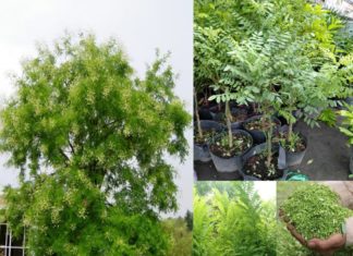 Should You Plant Marigolds for Good Luck and Prosperity? According to Feng Shui