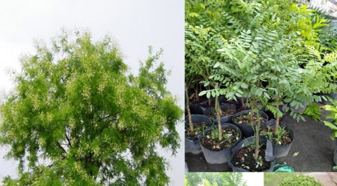 Should You Plant Marigolds for Good Luck and Prosperity? According to Feng Shui