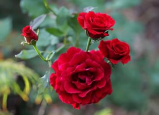 Why many people avoid lighting rose incense? Expert recommends remembering this carefully to avoid bad luck.