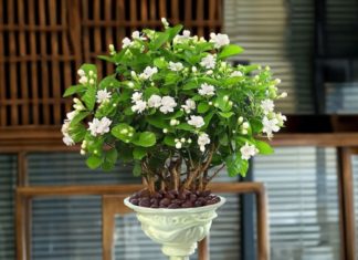“Never Miss the Blooming of Jasmine Flowers: Remember to Do This All Year Round”