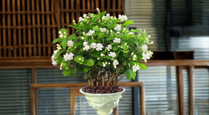 “Never Miss the Blooming of Jasmine Flowers: Remember to Do This All Year Round”