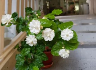 The pure white jasmine flower, fragrant and beautiful, why is it forbidden to use for burning incense?