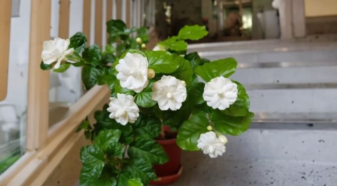 The pure white jasmine flower, fragrant and beautiful, why is it forbidden to use for burning incense?
