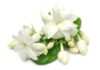 Beautiful skin: Unlock the power of jasmine to cleanse, brighten, and nourish your skin