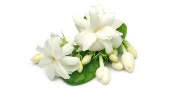 Beautiful skin: Unlock the power of jasmine to cleanse, brighten, and nourish your skin
