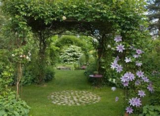 The Vibrant Bloomer: A Treasure in Your Garden