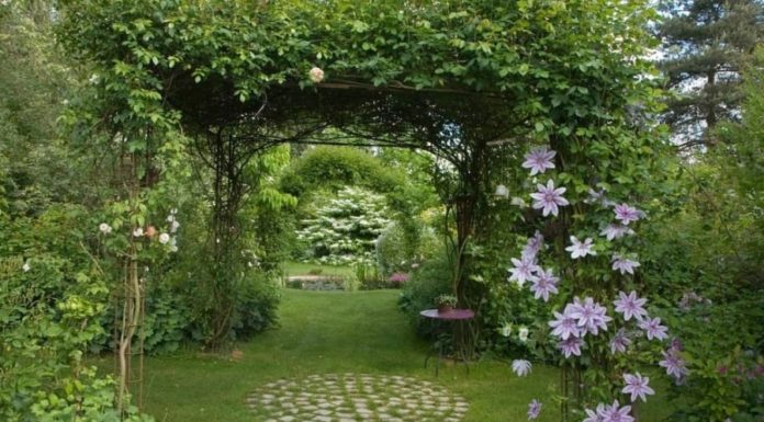 The Vibrant Bloomer: A Treasure in Your Garden