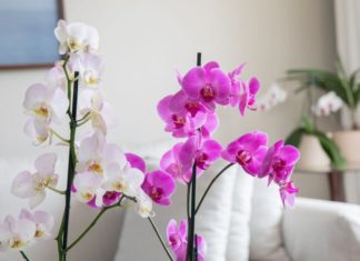 Bringing luck and prosperity with these auspicious flowers in the living room, homeowners thrive like kites in the wind