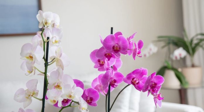 Bringing luck and prosperity with these auspicious flowers in the living room, homeowners thrive like kites in the wind
